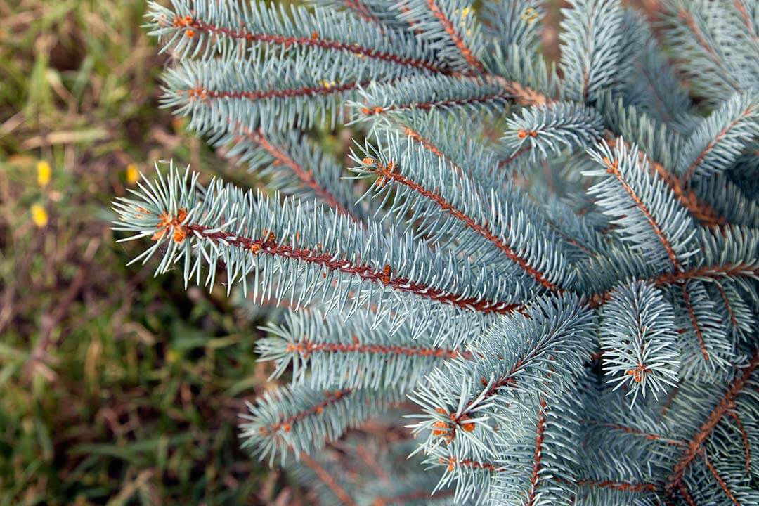 Commande en ligne de variété de sapin Pungens Noël Vert