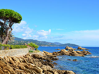 Sapin fraîchement coupé livré à Toulon et dans le Var
