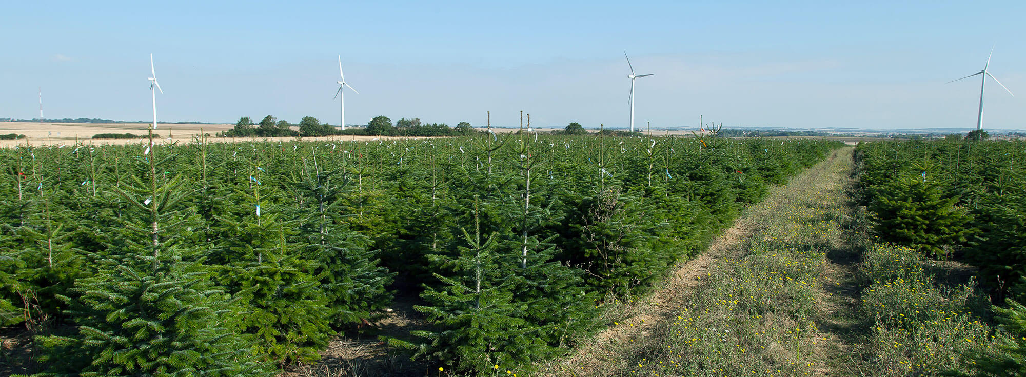 Les aiguilles de sapins de noël Comment les reconnaître