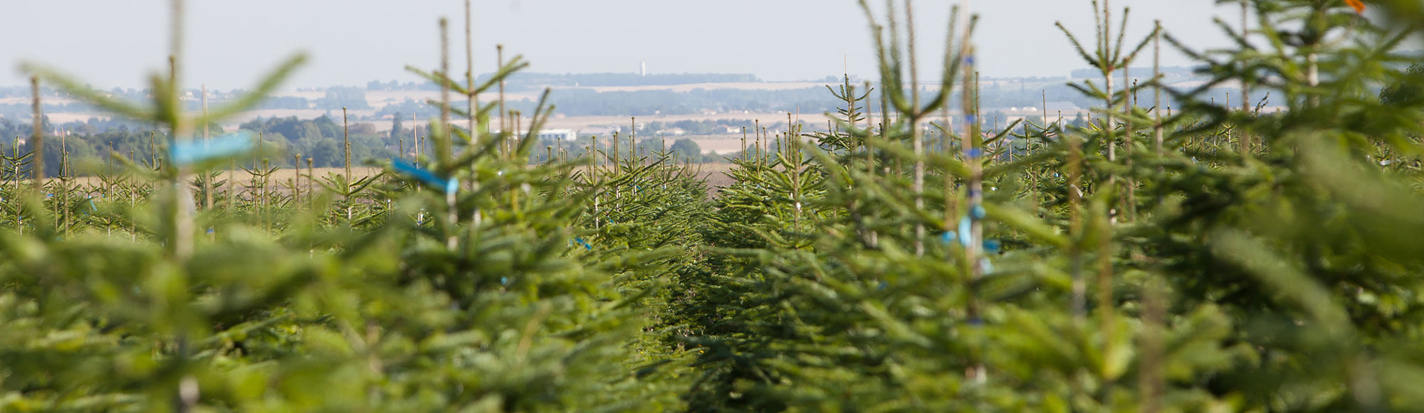 NOEL VERT Producteur Livraison de sapin à domicile partout en France