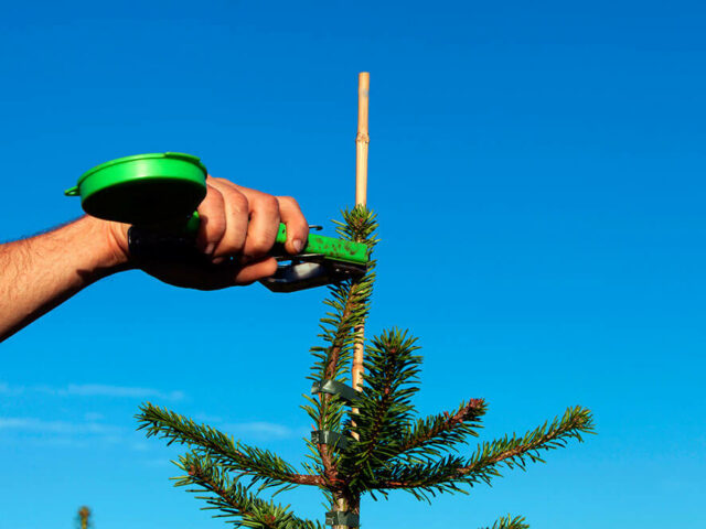 Taille des sapins