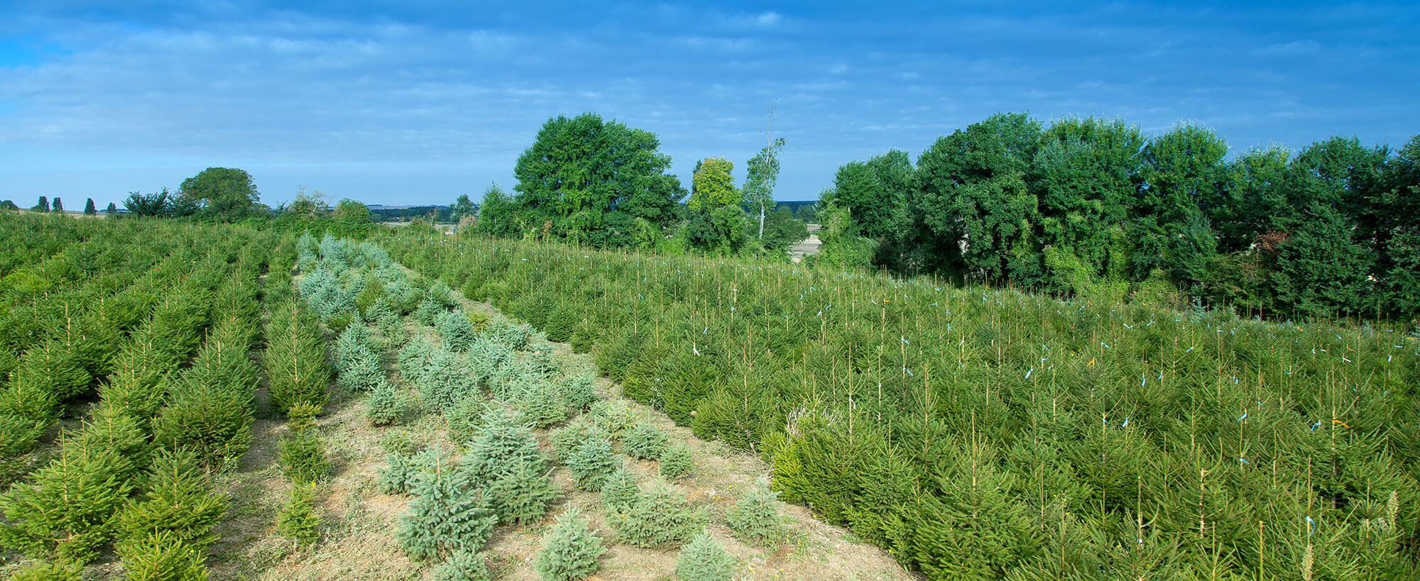 Producteur de sapins de noël NOEL VERT Livraison de sapin à domicile