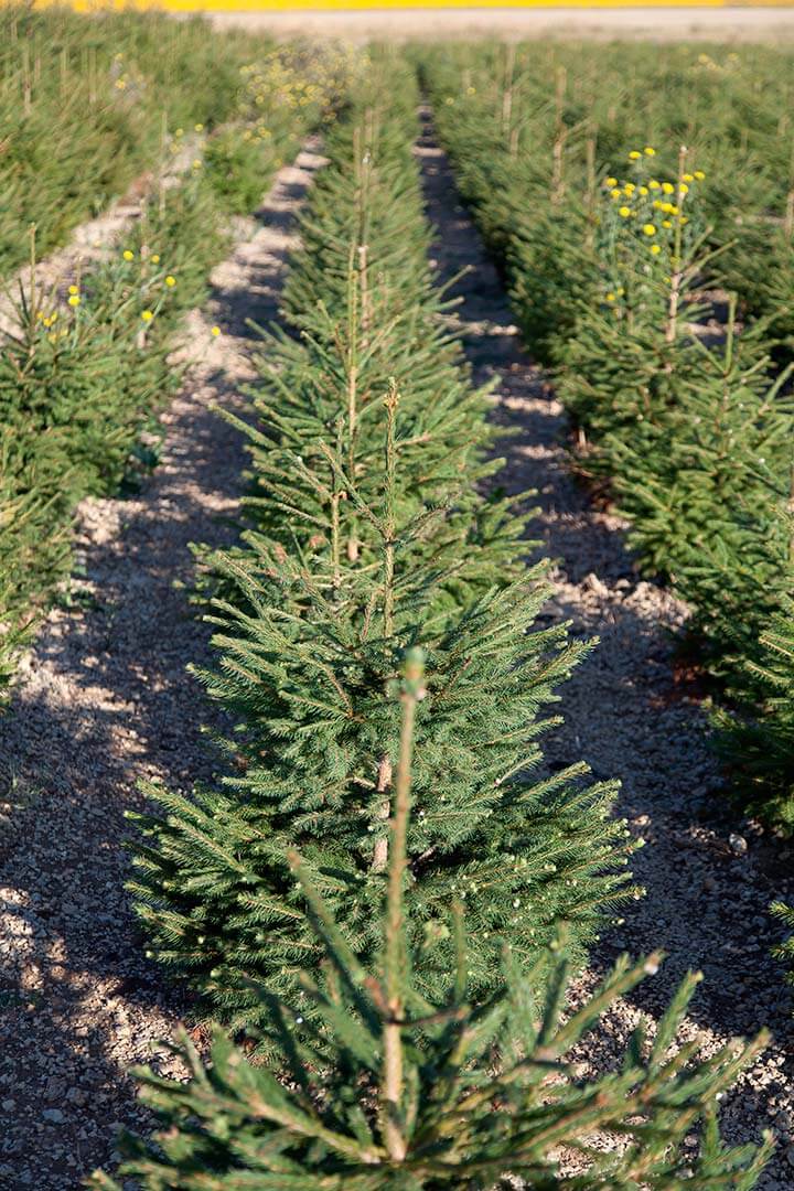 Producteur de sapins de noël NOEL VERT Livraison de sapin à domicile