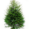 EPICEA 350cm