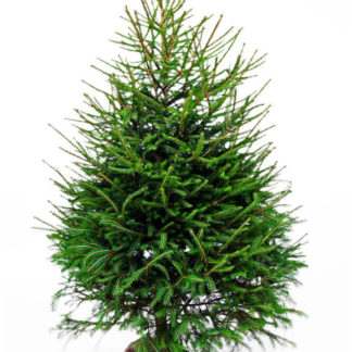 EPICEA 150cm