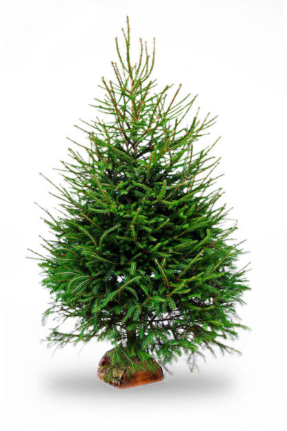 EPICEA 225cm
