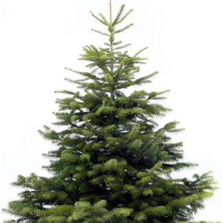 NORDMANN 400cm (sans support)