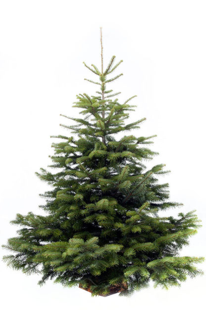 NORDMANN 400cm (sans support)