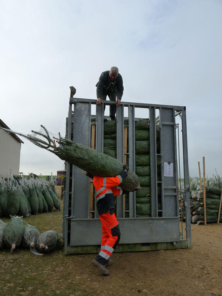 La culture des sapins de noël chez NOEL VERT