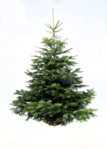 sapin-nordmann-3-naturel