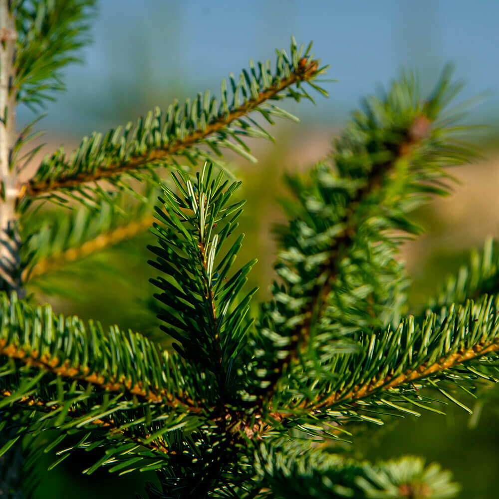 Vente de sapins de noël NOEL VERT Livraison à domicile