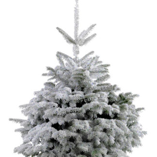 NORDMANN 100/120cm FLOQUE