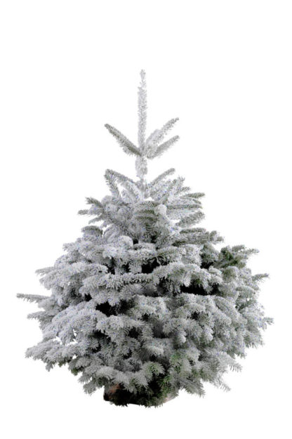 NORDMANN 100/120cm FLOQUE