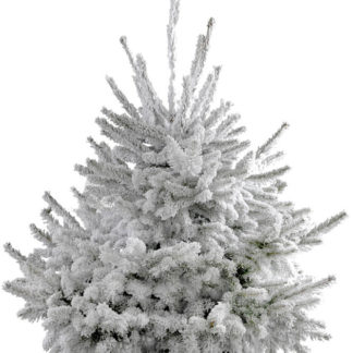 SAPIN FLOQUE
