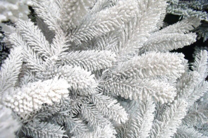 BRANCHES NORDMANN GIVREES