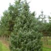 picea omorika