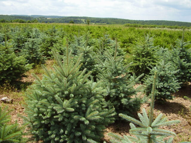 Marché du Sapin de Noël