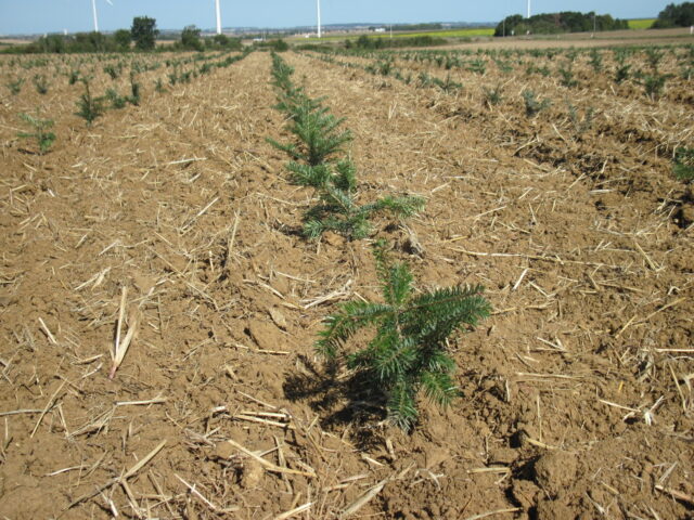 Plantation NORDMANN Automne 2023