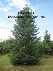 NORDMANN 5M 6M 7M