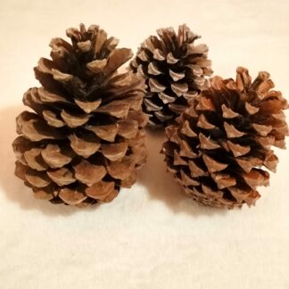 Pomme de pin