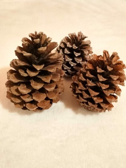 Pomme de pin