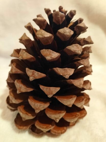 Pommes de pin