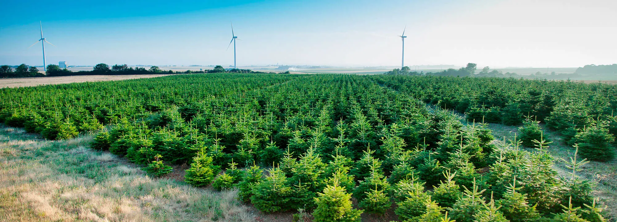 Un sapin de qualité produit dans notre exploitation