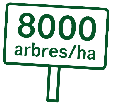8000 sapins par hectare
