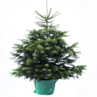 Nordmann en pot