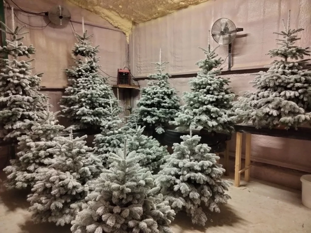Salle de Séchage de sapins foqués
