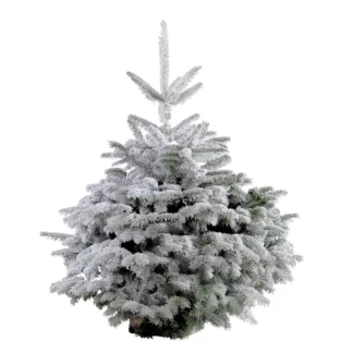 Nordmann floqué