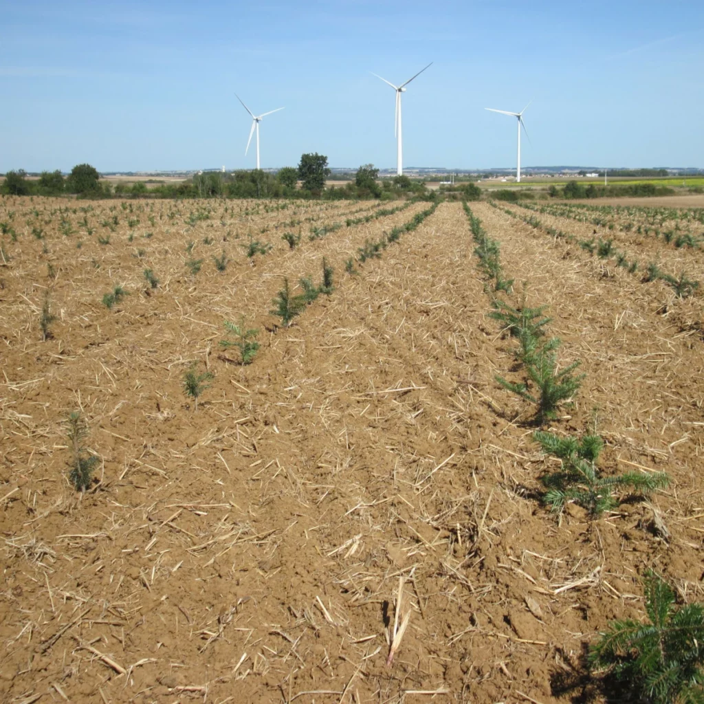Plantation sapins de noël