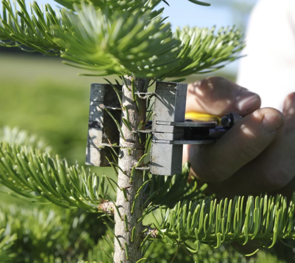 Régulation Sapins