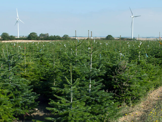 Le marché français du sapin de noël 2021