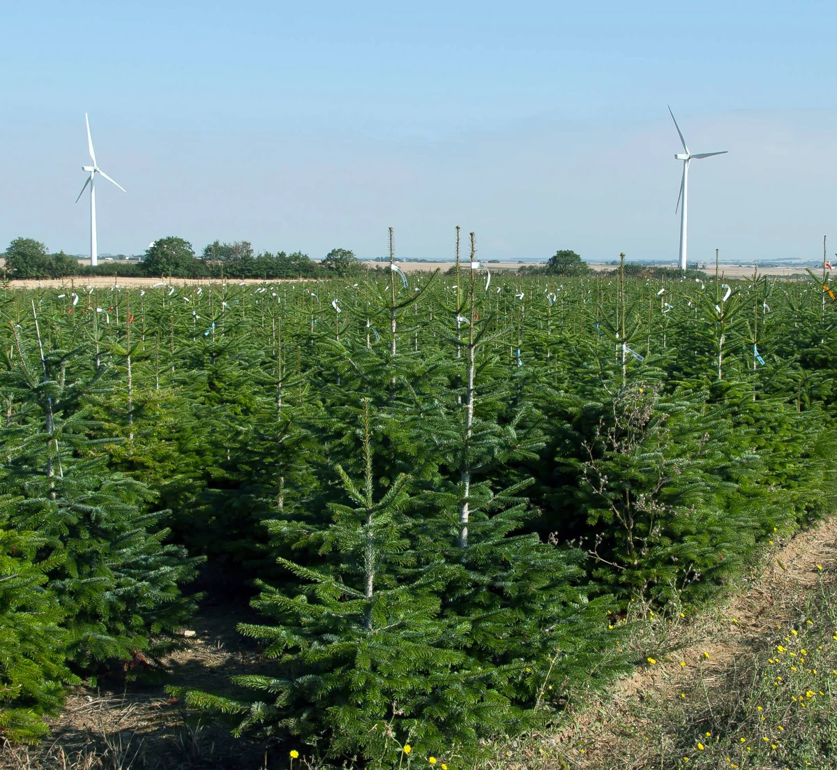 champs de sapins NORDMANN