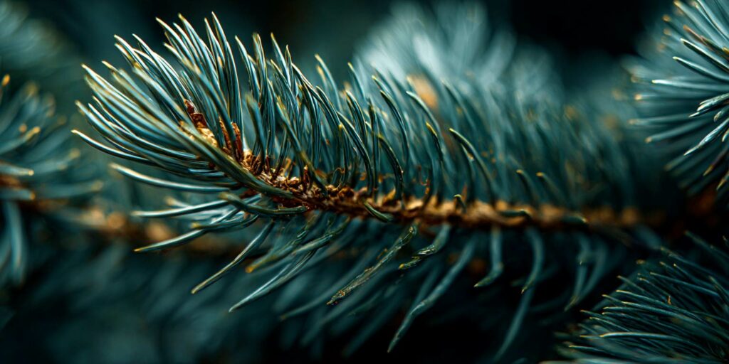 choisir un sapin de noel adapté à votre logement et votre famille