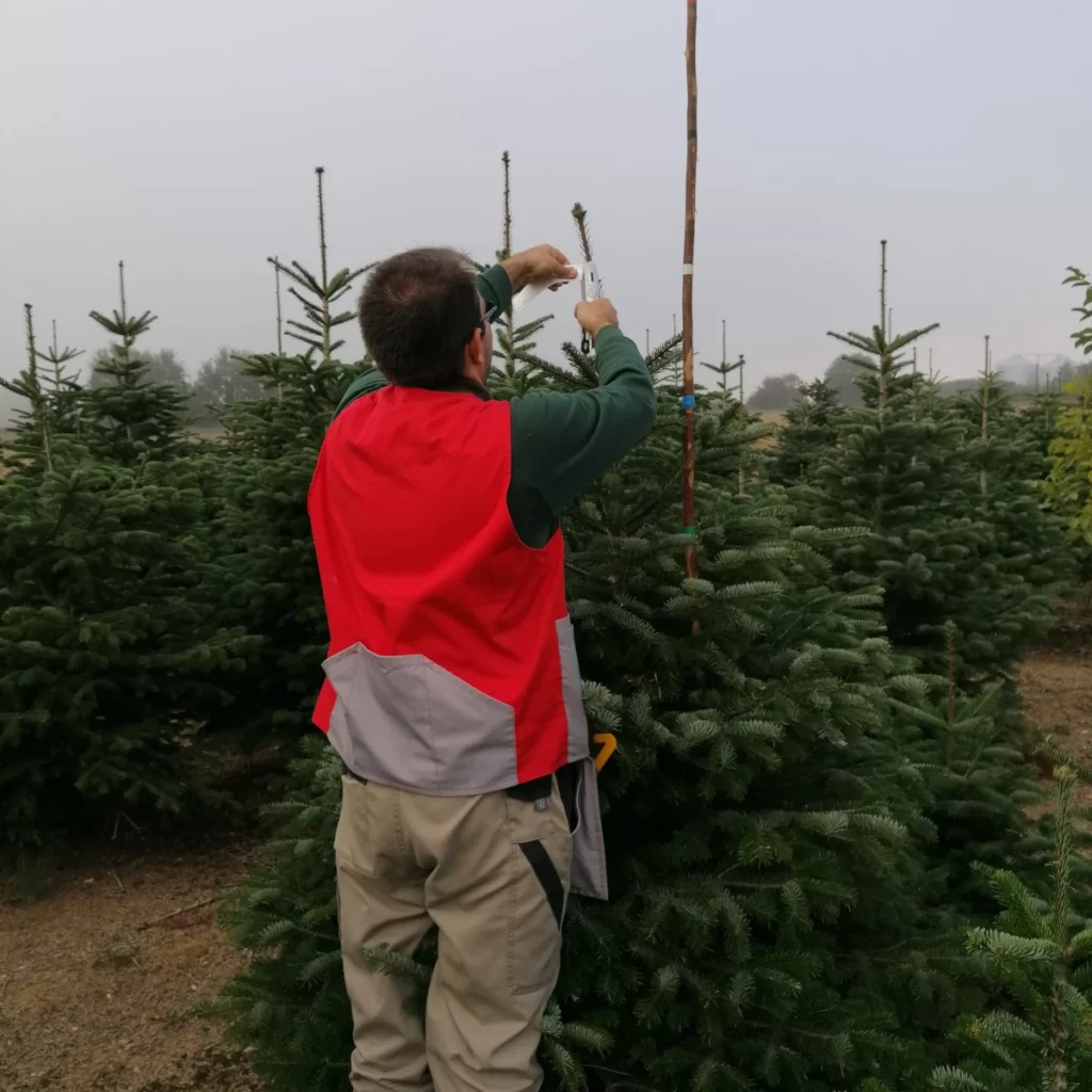 Etiquetage sapins de noël