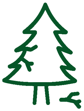 inspection dégats sapins
