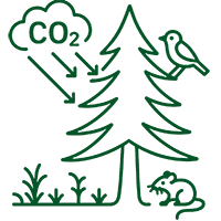 exploitation sapins de noel reduction de co2