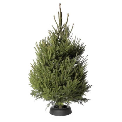 EPICEA réserve eau Frescher Tree