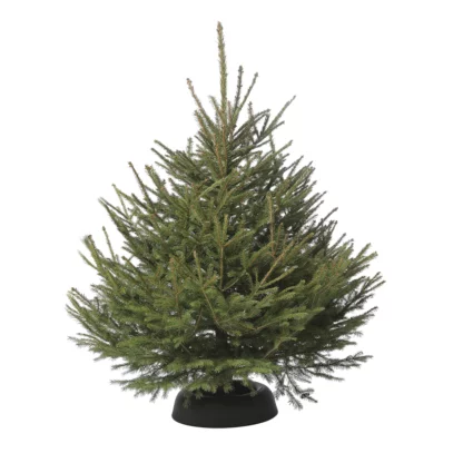 PETIT EPICEA réserve eau Frescher Tree