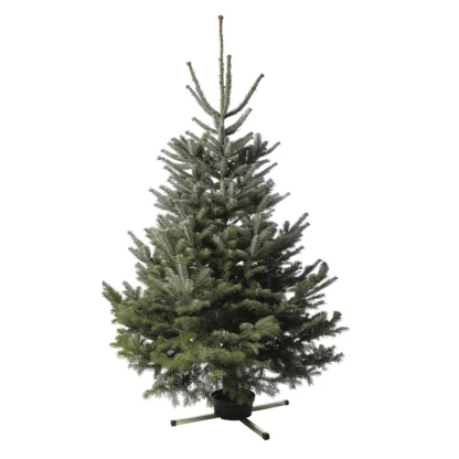 GRAND NORDMANN réserve eau Frescher Tree