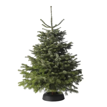 MOYEN NORDMANN réserve eau Frescher Tree