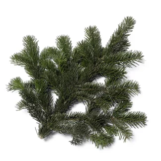 PETITES BRANCHES NORDMANN