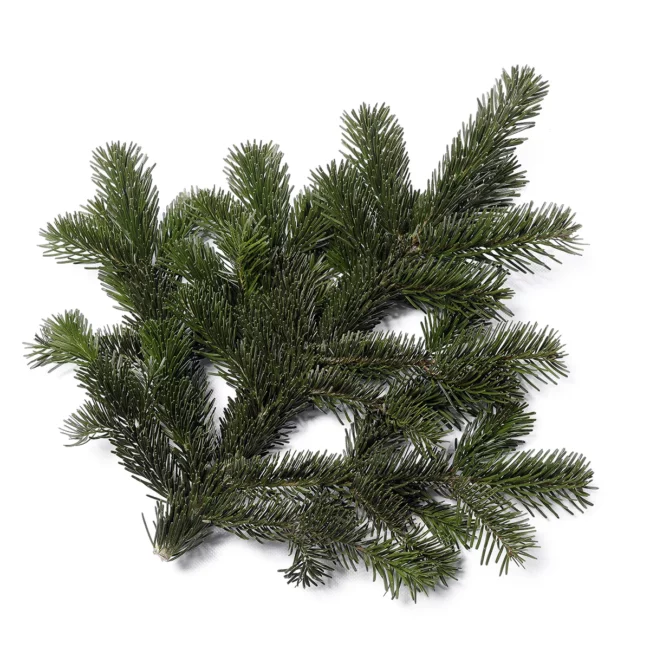 PETITES BRANCHES NORDMANN