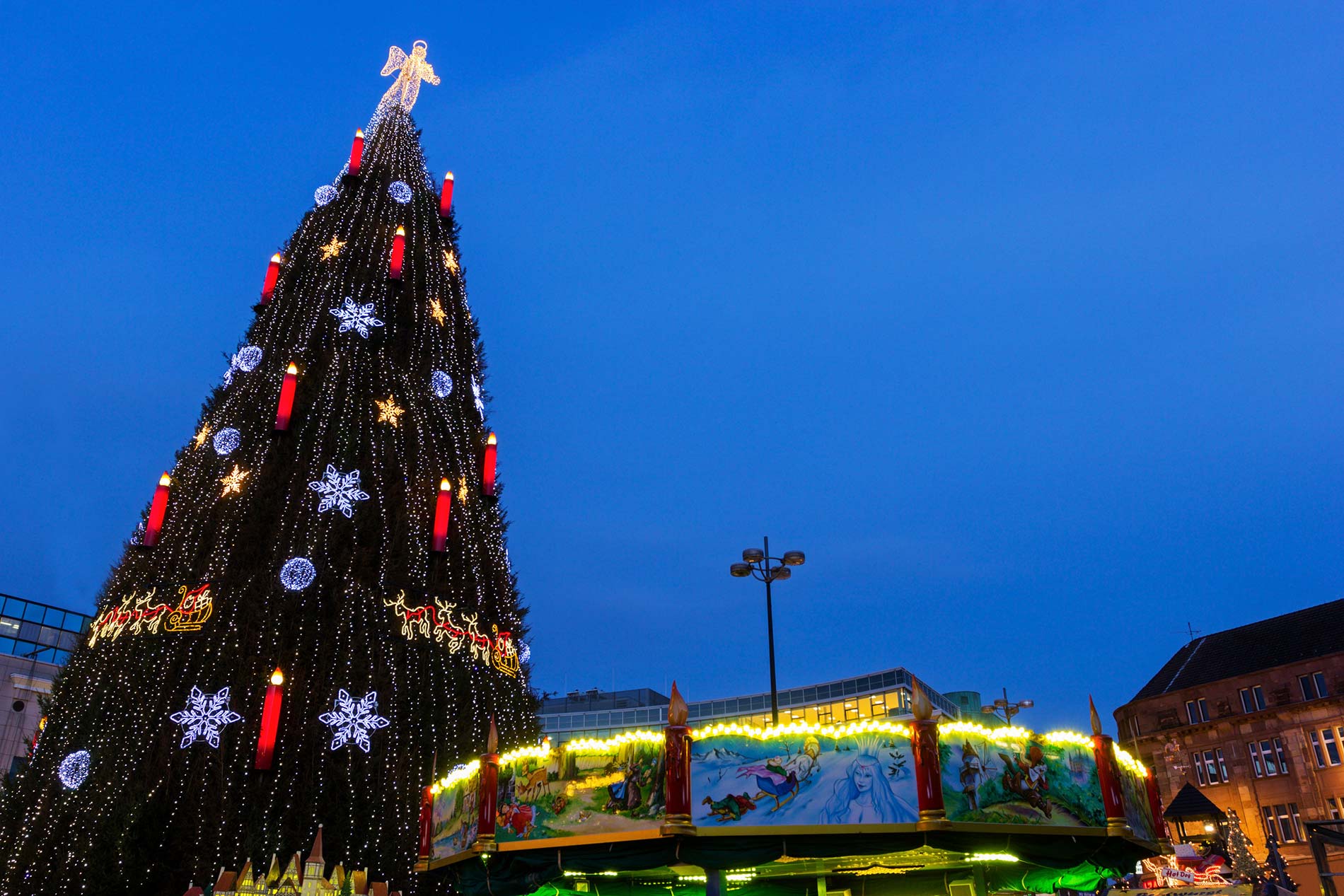 plus grand sapin naturel du monde
