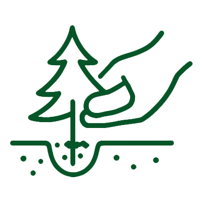 plantation de jeunes pousses de sapin de noel