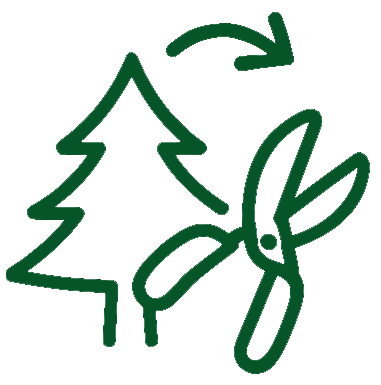 taille et entretien des sapins