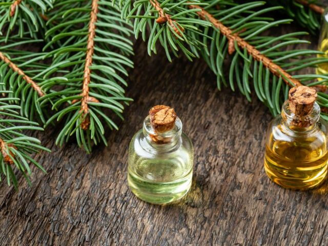 Les bienfaits de l’odeur du sapin : quand l’esprit de Noël booste votre humeur