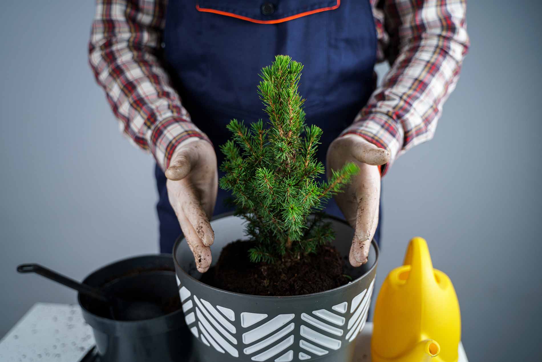 entretenir un sapin de Noel en pot toute l'année
